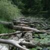 Tree branches  placed on top of logs create habitat for fish and young reptiles and amphibians.