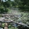 Logs protecting vegetation and bank from wave erosion.