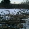 Logs and branches on ice after being placed.