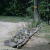 Completed border with mature bluestem grasses, stabilizing driveway edge.