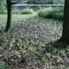 Native shoreline buffer restoration immediatly after planting of plugs.