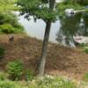 Area photographed from upslope at time of plant layout and installation.