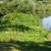 Area photographed from adjacent access cooridor. Following season, 1 yr. after planting.